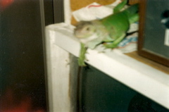 scan0006